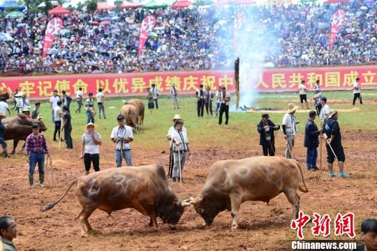 图为斗牛比赛现场。　侍伟 摄