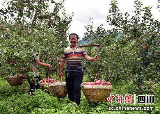 “摇钱果”挂满枝头_“苹果之乡”欢迎八方来客 图1