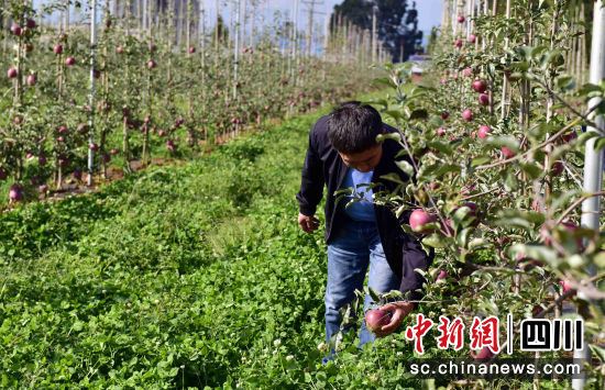 “摇钱果”挂满枝头_“苹果之乡”欢迎八方来客 图2