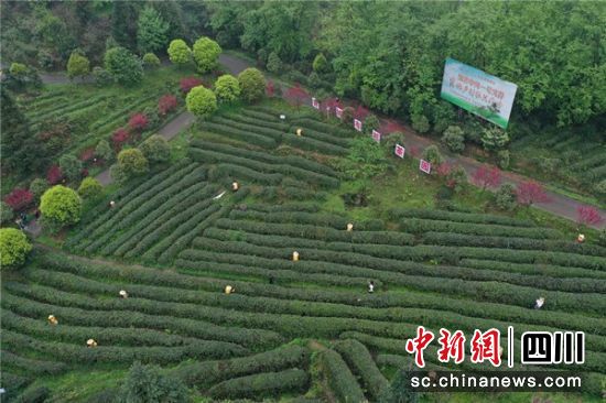 第十五届大青城三月三网络采茶节开幕_线上销售额超180万元 图1