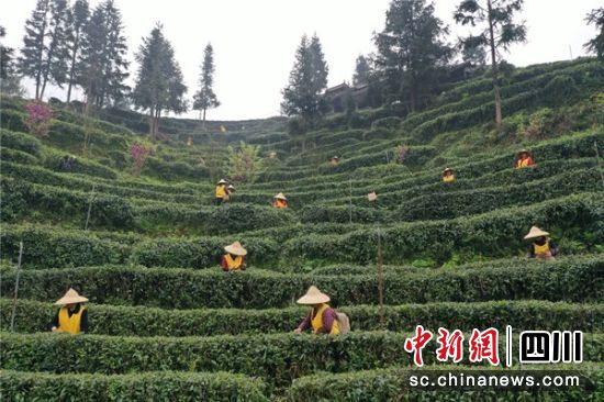第十五届大青城三月三网络采茶节开幕_线上销售额超180万元 图2