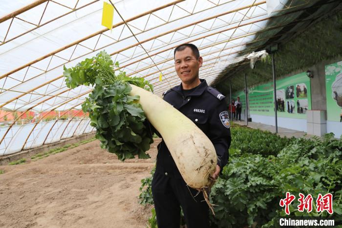 “戍边卫士”孙超在温室大棚培育出巨型萝卜