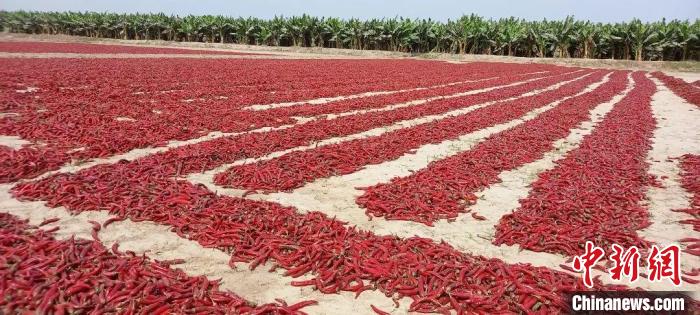 巴基斯坦种植郫都辣椒。中设丽通国际农业发展有限公司 供图